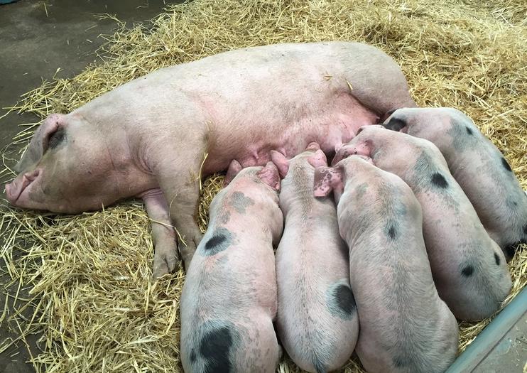 Folly Farm